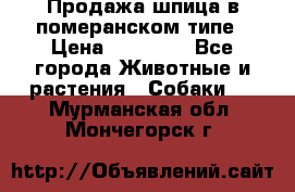 Продажа шпица в померанском типе › Цена ­ 20 000 - Все города Животные и растения » Собаки   . Мурманская обл.,Мончегорск г.